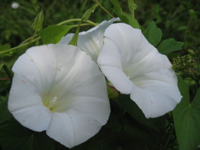 Calystegia Sepium, Larger Bindweed, Hedge Bindweed, Rutland Beauty