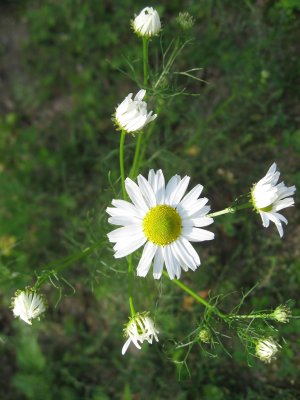 Camomile  -   Tripleurospermum inodorum