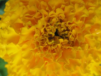 Frills.. Tagetes or French Marigold 