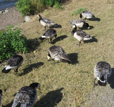 Barnacle Geese 4 / Branta Leucopsis 