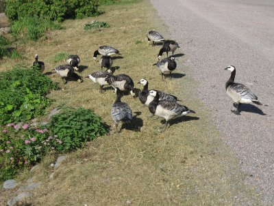 Barnacle Geese  2 / Branta leucopsis 