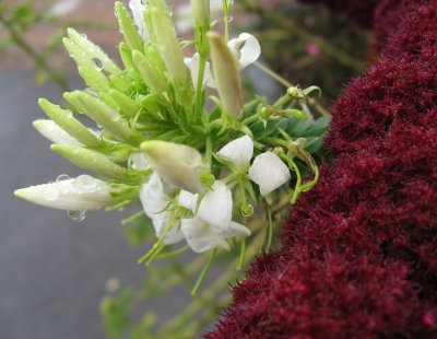 White and Red 1