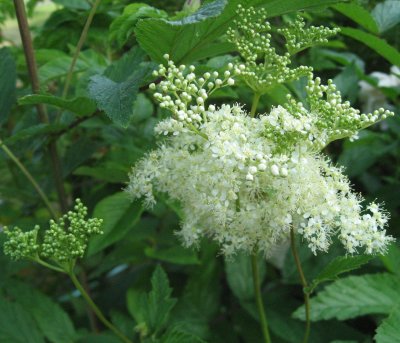 Filipendula ulmaria -  Herb Meadowsweet /Meadow Wort