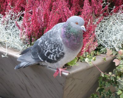 City Pigeon Posing