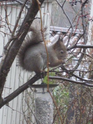Squirrel 4/4