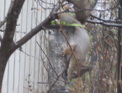 Squirrel 3/4