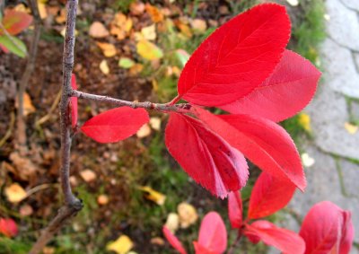 Bright Red Leaves