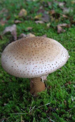 Plate Mushroom - unidentified