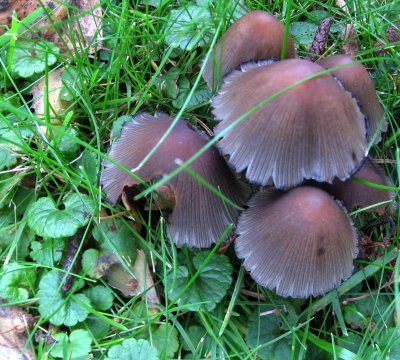 Brown Mushrooms on the Lawn