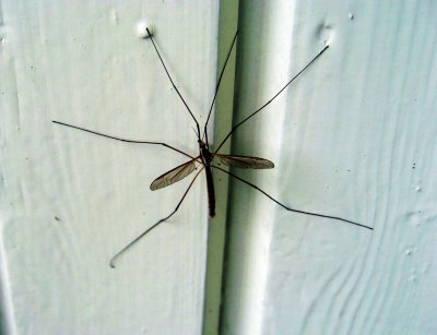 True Crane Fly (Tipula Paludosa)
