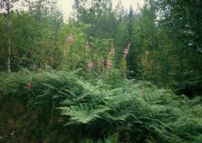 Fern and Fireweed