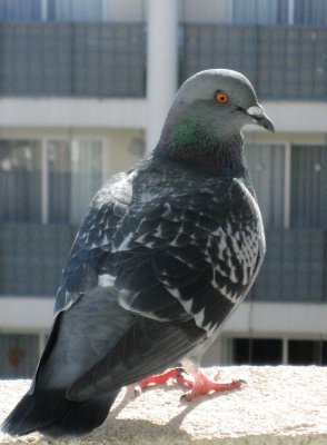 Pigeon On the Hotel Balcony