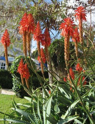 Aloes