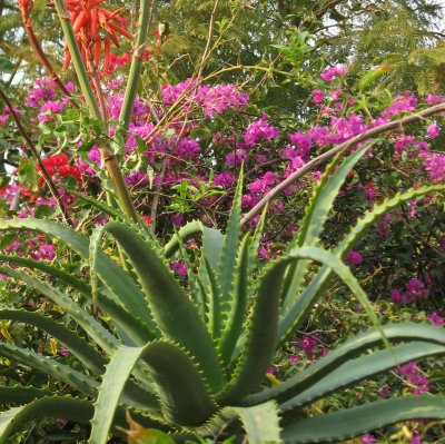Aloes ..