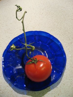 Cluster Tomato