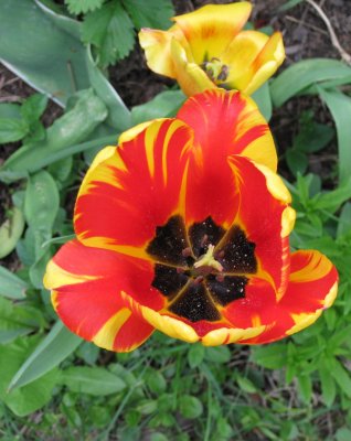 Red and Yellow...