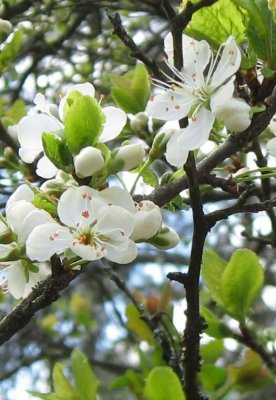 Apple Blossoms..