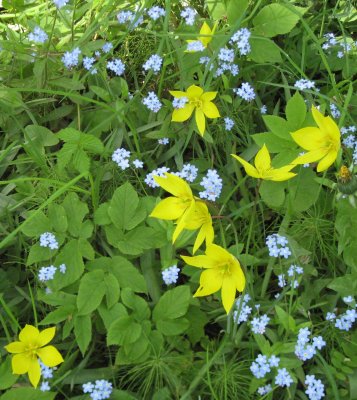 Forget-me-nots and  Forest Tulips