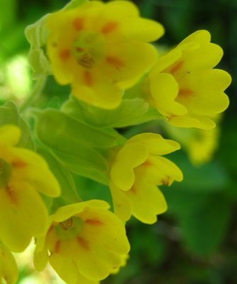 Primula Veris  /    Cowslips
