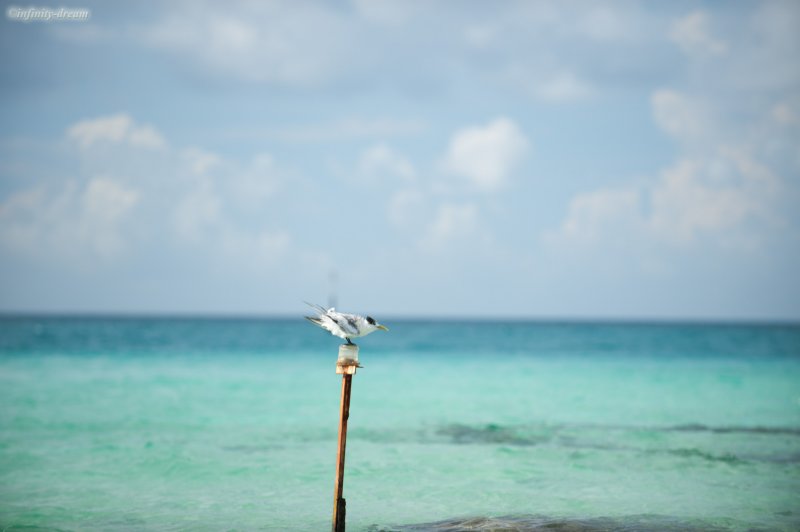 A little bird on the pole