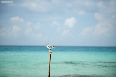 A little bird on the pole