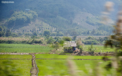 rice field through a car window