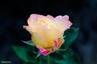 g1/64/701564/3/94255605.5SDWLX9x.jpg