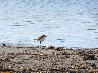 Sea Bird