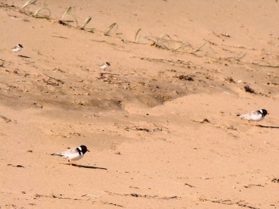 Hooded Plover 5