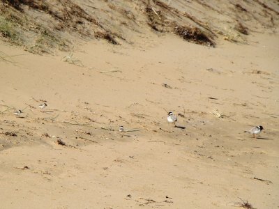 Hooded Plover 8