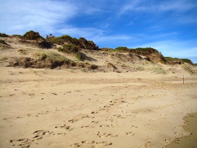 Hooded Plover 9