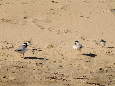 Hooded Plover 11