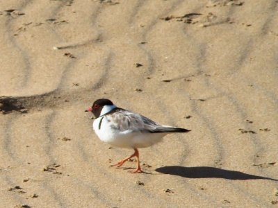 Hooded Plover 13