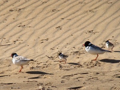 Hooded Plover 14