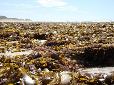 Seaweed 1