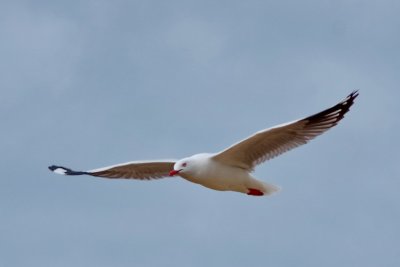 Silver Gull or Australian Seagull
