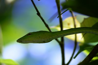 Green Whip Snake 2