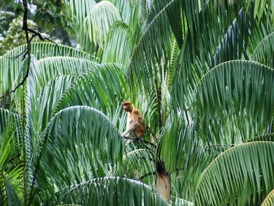 Proboscis Monkey in Jungle