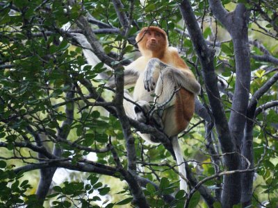 Proboscis Monkey close up