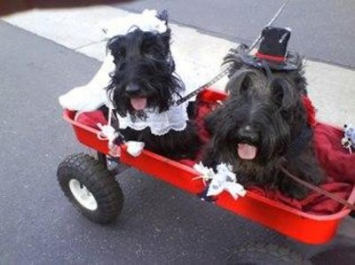 Winners of the pet parade.