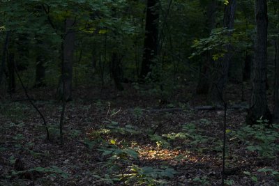 Spotlight in the Forest II.jpg