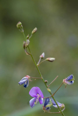 Violet flower.jpg