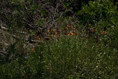 Orange Flowers.jpg