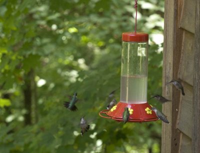 Hummingbirds at our feeders