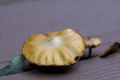 Mushrooms on the Deck, Sep. 2010