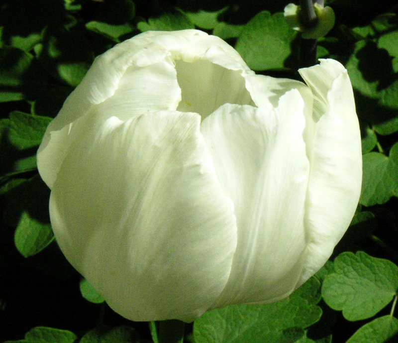 Tulip 51.