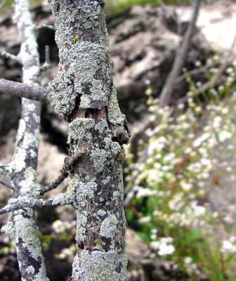 Lichens/Porosty.