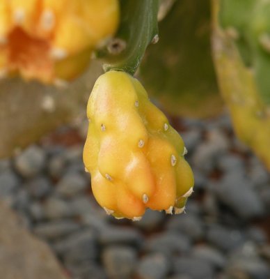 Yellow cactus.