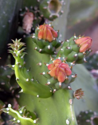Cactus 5.