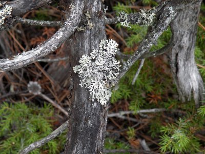 Silver lichen at Fry Creek trail.